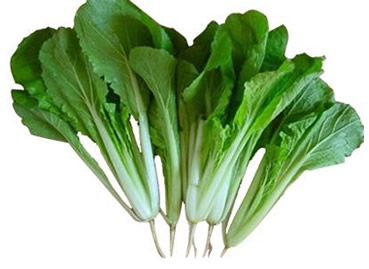 小白菜的家庭种植方法