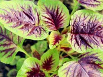 阳台苋菜的种植方法和养护要点